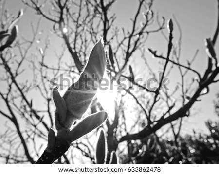 A black and white picture of a Magnolia tree with a ray of sunshine shimmering through.