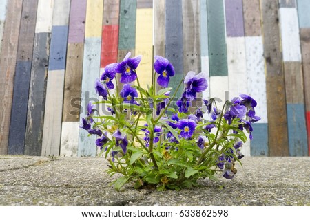 A group of purple Pansy flowers growing in between street tiles with a colourful fence in the background.