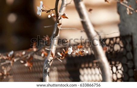 Prunus cerasifera or myrobalan plum branch with flowers.