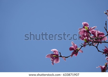 purple magnolia against blue sky