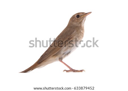 nightingale (Luscinia luscinia) isolated on a white background  in studio shot  Royalty-Free Stock Photo #633879452