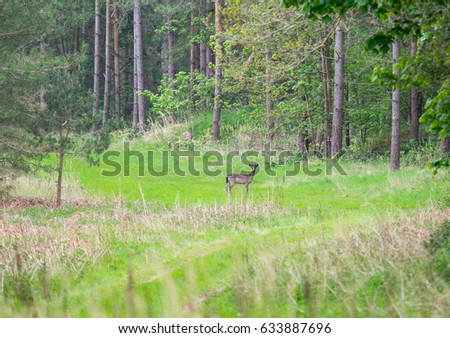 Deer on forest path looking at camera