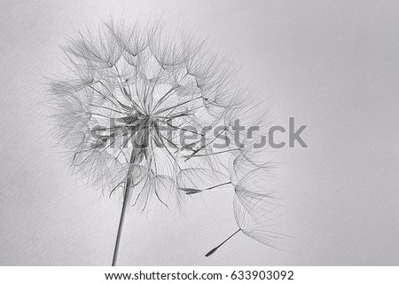 Abstract macro photo. Dandelion seed.Artistic Background