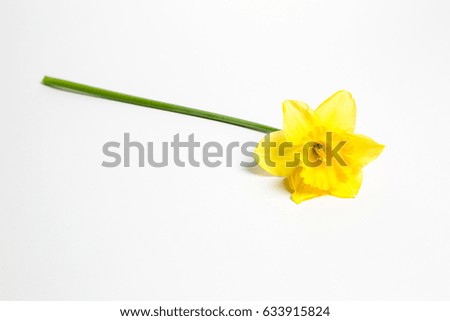 Beautiful yellow flower on white