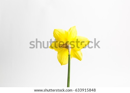 Beautiful yellow flower turned backwards
