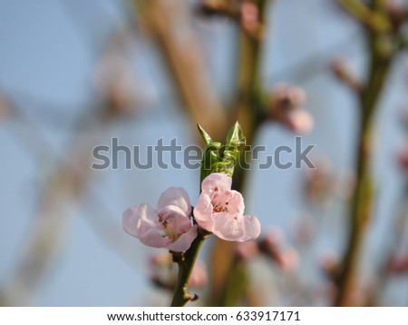 
Spring flowered trees, fragrant flowers with halibut flowers