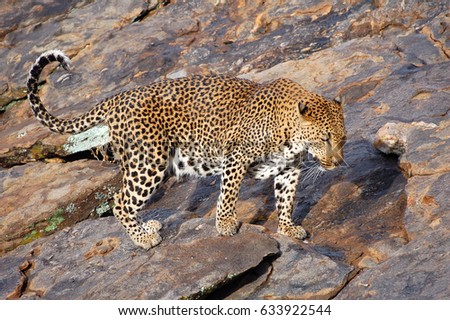 Impressive Leopard in Namibia