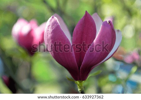 Blossoming magnolia against a greens