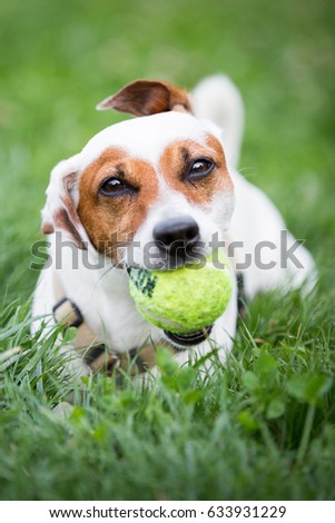 Close-up portrait of a dog holding a tennis ball in its mouth