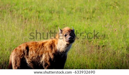 Hyena in open land