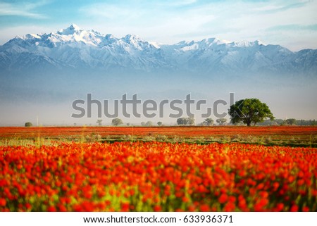 Lonely tree in a field of red poppies on a background of blue mountains