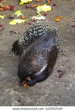 Porcupine eats carrots. Zoo in Odessa, Ukraine.