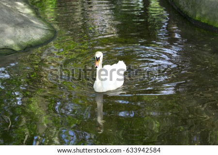 A swan is swimming in a pond. Zoo in Odessa, Ukraine.