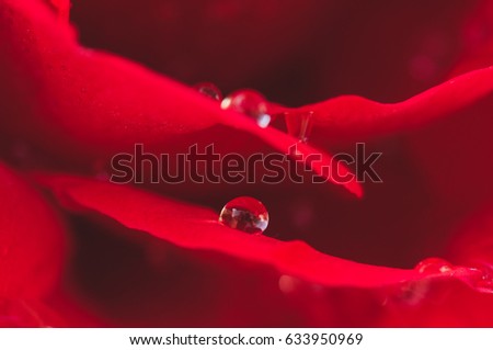 red rose with drop of water