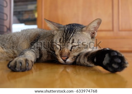 Cat is sleeping on the table