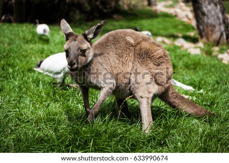 wallaby in Australia
