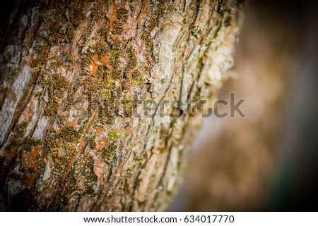 Mossy tree background or texture