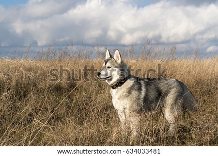 Puppy dog breed Siberian Husky