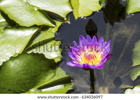 Beautiful Violet Lotus, water plant with reflection in a pond