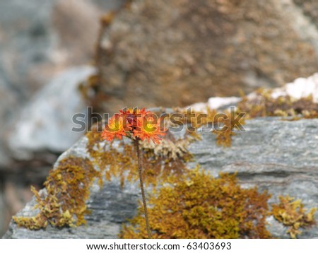 Wildflower, trio on single stem, orange petals with yellow inner, growing amongst Alaskan rocks. Royalty-Free Stock Photo #63403693