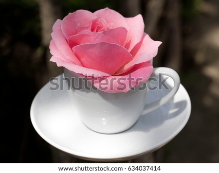 Beautiful rose in white coffee cup close up