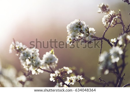 branch of cherry blossoms on blurry background
