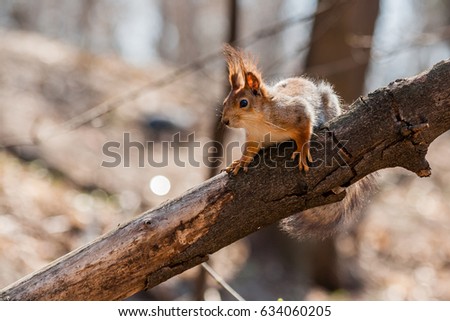Squirrel sits on a tree close up