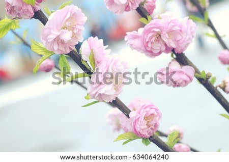 Sakura cherry flower blossom in spring. Spring floral branch. Beautiful flowers on a tree branch. Spring Background.