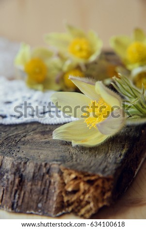 Beautiful flowers. the background of mother's day: first spring flowers
