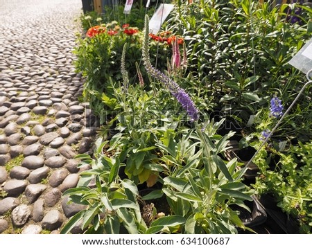 Pebble path between flower market plants