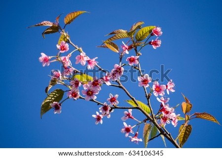 Beautiful  branch of   Wild Himalayan Cherry, which is known as Thai sakura flower,  on the blue background, common found in Northern Thailand in Winter