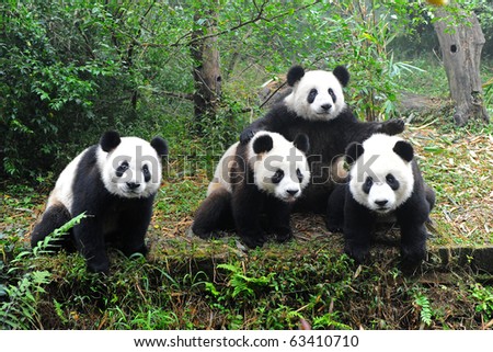 Giant pandas posing for camera Royalty-Free Stock Photo #63410710