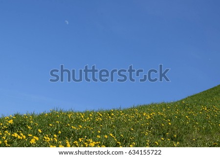 Ukraine, Kiev, Blue sky, blooming dandelions and green grass against the background of the day moon
