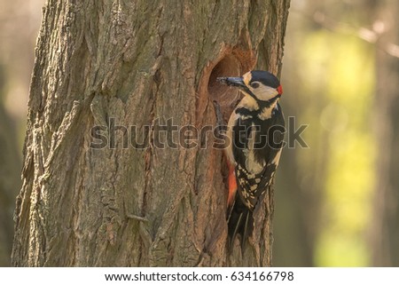great spotted woodpecker, Dendrocopos major. Great spotted woodpecker, sitting in front of his tree cave