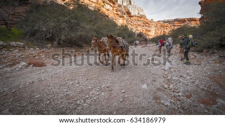 Horses running by group of Hikers backpacking through the Grand Canyon to Havasu Falls Arizona. Royalty-Free Stock Photo #634186979