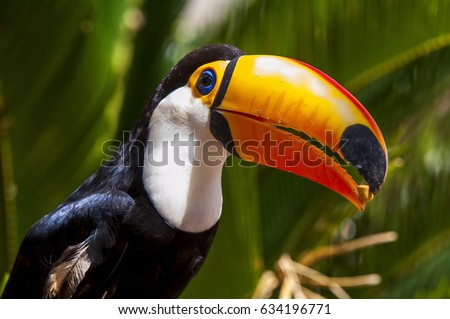 Toco Toucan (Ramphastos toco) is the largest toucan, living throughout central Brazil and parts of the Amazon. The Pantanal has its largest population.