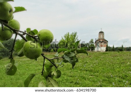 Apple tree and a church