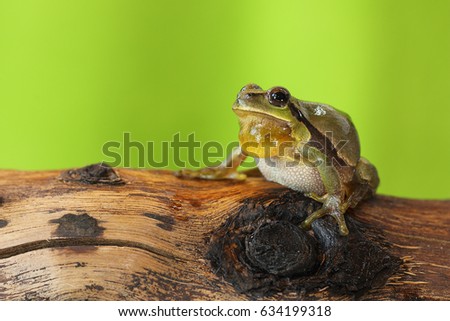 male tree frog singing on a wood stump ( Hyla arborea ) Royalty-Free Stock Photo #634199318