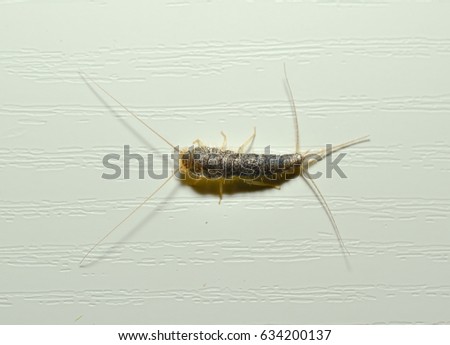 macro of a Silverfish on a white wall