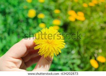 Yellow dandelion in hand