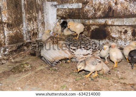 chickens and their mother, a turkey hen, in the coop