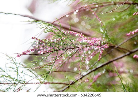 Large drops of dew or rain on the flowers, branches and leaves.