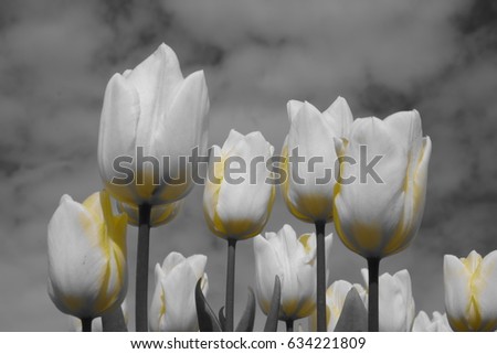 Black and white yellow Group tulips. Spring landscape,Beautiful bouquet of tulips. colorful tulips. tulips in spring sun,vibrant field of flowers