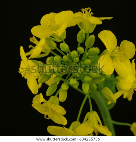 Close-up Portrait of a blossoming rapeseed - isolated in front of a black background