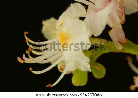 Close-Up Portrait of a chestnut trees blooming, isolated on black background