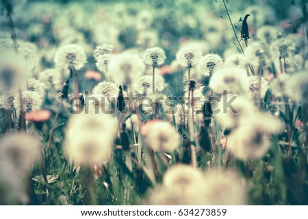 Selective and soft focus on dandelion seeds in meadow - spring in meadow
