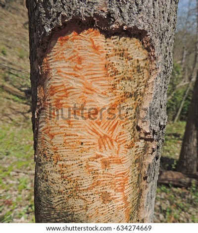 Marks and scrapes on tree trunk caused by gnawing of porcupine with incisor teeth    