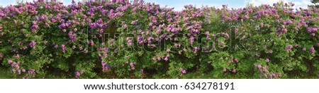 Lilac blooming bushes over blue sky panorama