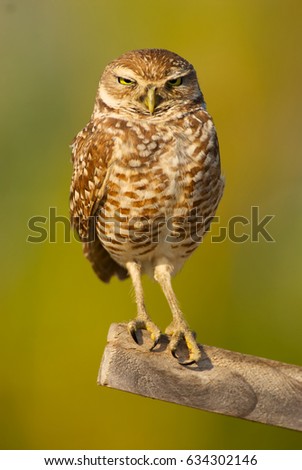 Burrowing Owl on stick with green background