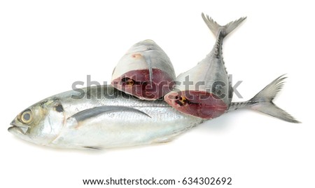fresh Trachurus fish isolated on white background